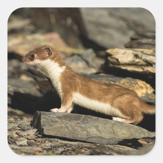 Hunting Weasel Vierkante Sticker (Voorkant)