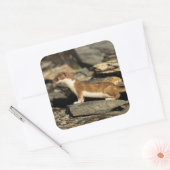 Hunting Weasel Vierkante Sticker (Envelop)