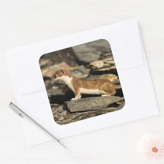 Hunting Weasel Vierkante Sticker (Envelop)