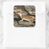 Hunting Weasel Vierkante Sticker (Tas)