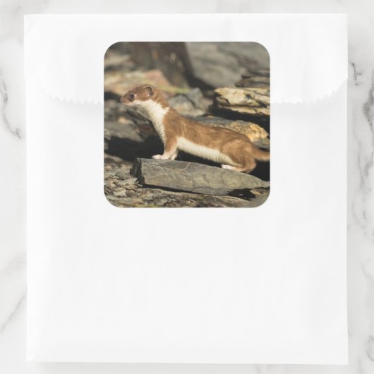 Hunting Weasel Vierkante Sticker (Tas)