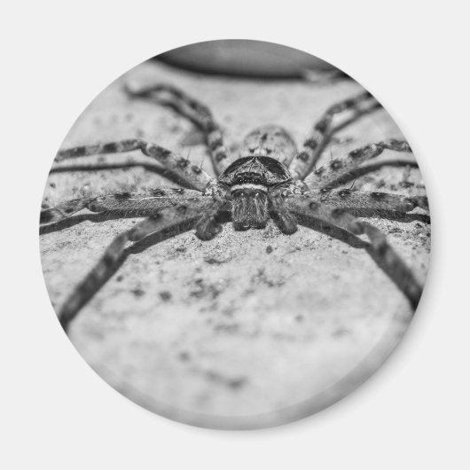 Huntsman Spider Magneet (Voorkant)