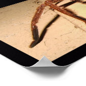 Huntsman Spider Poster (Hoek)