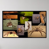 Huntsman Spider Poster (Voorkant)