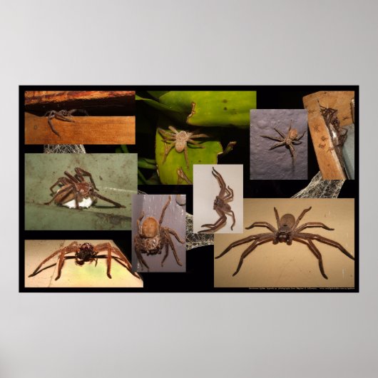 Huntsman Spider Poster (Voorkant)