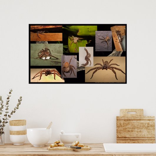 Huntsman Spider Poster (Keuken)