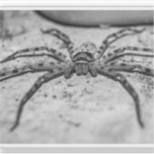 Huntsman Spider Sticker (Voorkant)