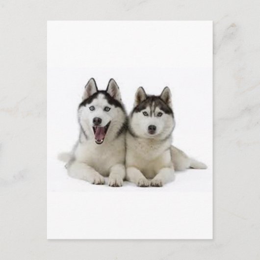 Huskies Briefkaart (Voorkant)