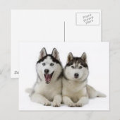 Huskies Briefkaart (Voorkant / Achterkant)
