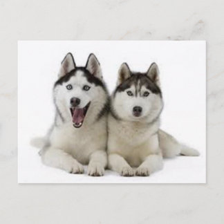 Huskies Briefkaart