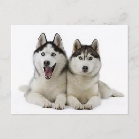 Huskies Briefkaart (Voorkant)
