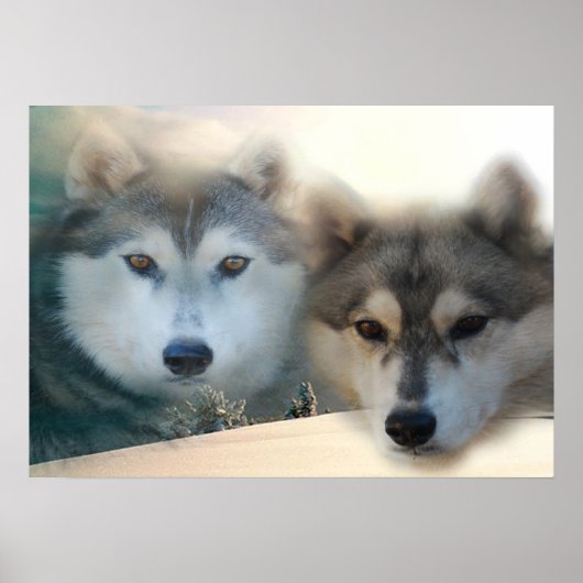 Huskies poster (Voorkant)