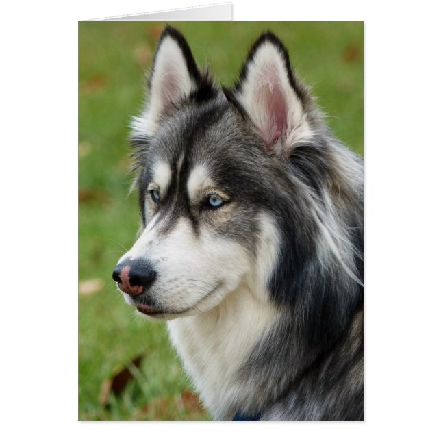 Husky (Voorkant)