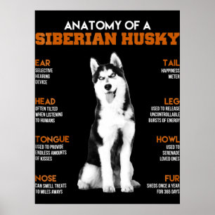 Husky   Anatomie van Siberische heekhonden Poster