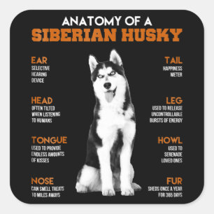 Husky   Anatomie van Siberische heekhonden Vierkante Sticker