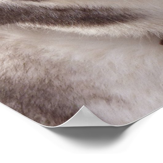 Husky Art Print Sled Dog Art Poster Husky Gifts (Hoek)