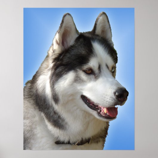 Husky Art Print Sled Dog Art Poster Husky Gifts (Voorkant)