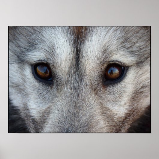 Husky Art Print Sled Dog Art Poster Wolf Pup Gifts (Voorkant)