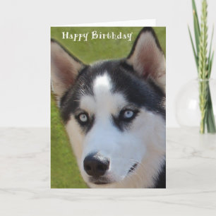 Husky Birthday Card Kaart