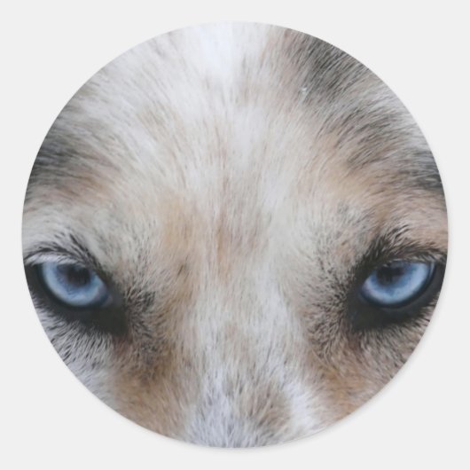 Husky blauwe ogen ronde sticker (Voorkant)