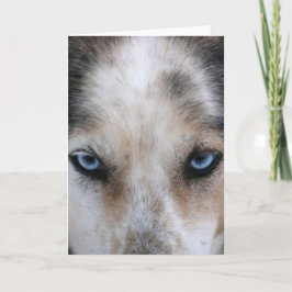 Husky blue eyes wenskaart kaart