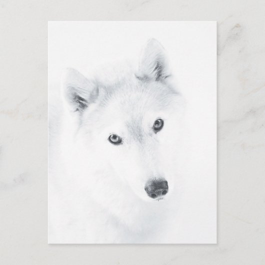 Husky Briefkaart (Voorkant)