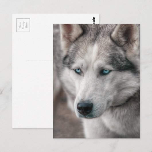 Husky Briefkaart (Voorkant / Achterkant)