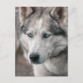 Husky Briefkaart (Voorkant)