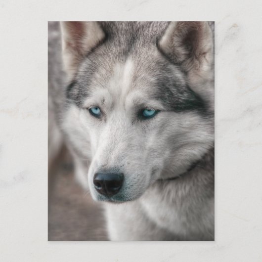 Husky Briefkaart (Voorkant)