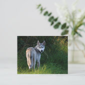 Husky Briefkaart (Staand voorkant)