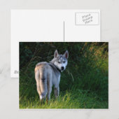 Husky Briefkaart (Voorkant / Achterkant)