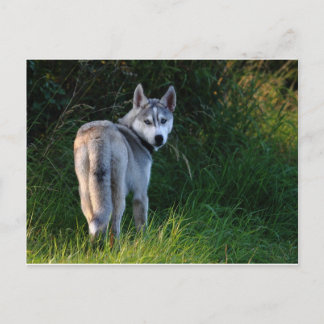 Husky Briefkaart