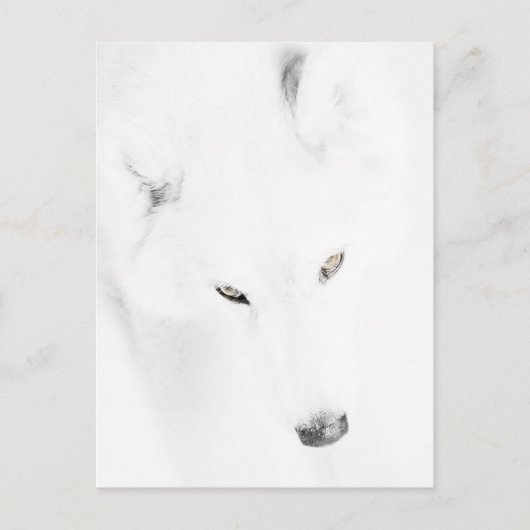 Husky Briefkaart (Voorkant)