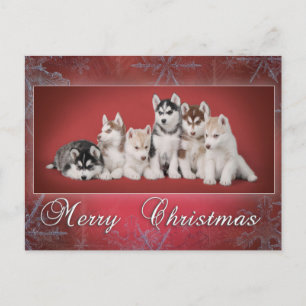 Husky Chistmas Feestdagenkaart