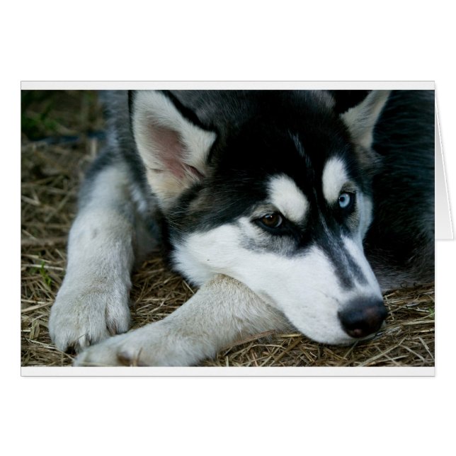 Husky Dog (Voorkant Horizontaal)