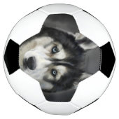 Husky Dog Big Dog Animal Pet Voetbal (Gedraaid)