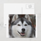 Husky Dog Briefkaart (Voorkant / Achterkant)