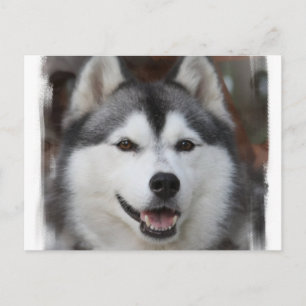 Husky Dog Briefkaart