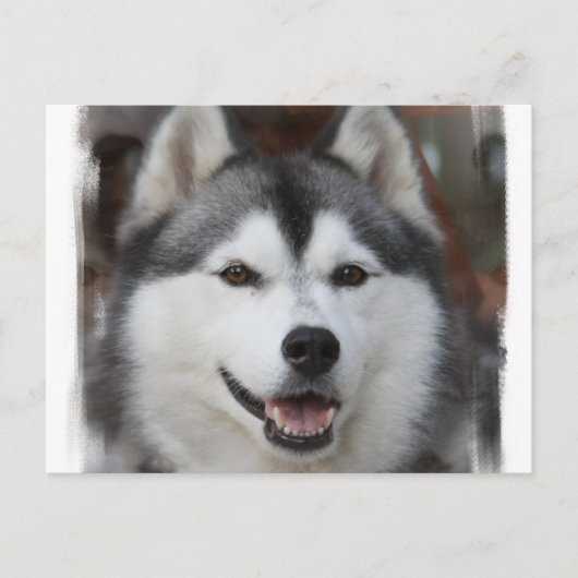 Husky Dog Briefkaart (Voorkant)