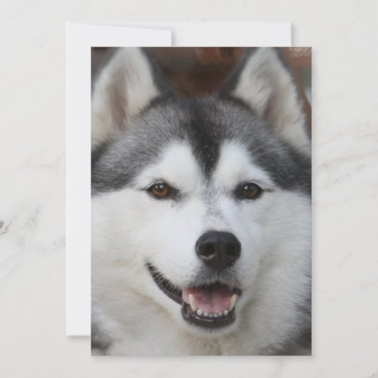 Husky Dog Invitation Kaart (Voorkant)