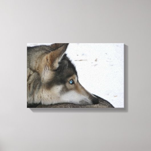 Husky dog met blauwe ogen canvas afdruk (Voorkant)
