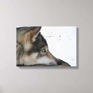 Husky dog met blauwe ogen canvas afdruk