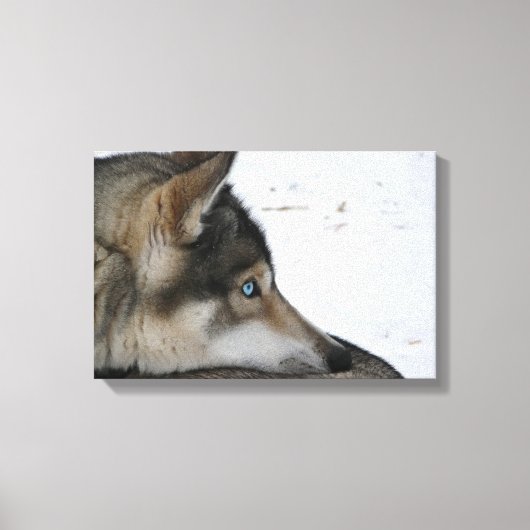 Husky dog met blauwe ogen canvas afdruk (Voorkant)