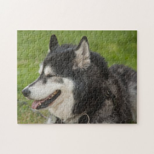 Husky Dog puzzle Legpuzzel (Horizontaal)