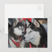 Husky dog voor een race, Canada Briefkaart (Voorkant / Achterkant)
