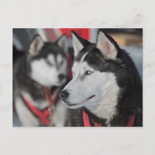 Husky dog voor een race, Canada Briefkaart (Voorkant)