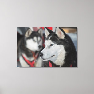 Husky dog voor een race, Canada Canvas Afdruk