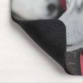 Husky dog voor een race, Canada Muismat (Hoek)