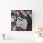 Husky dog voor een race, Canada Vierkante Klok (Huis)