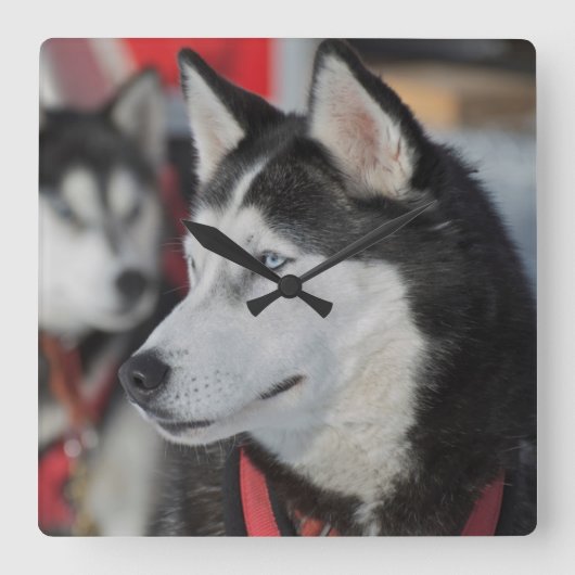 Husky dog voor een race, Canada Vierkante Klok (Voorkant)